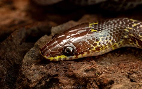 wolf snake price|Common Wolf Snake (Lycodon .